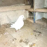 چوری وکفتر|پرنده|یزد, |دیوار