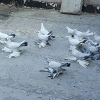 کبوتر پا پر