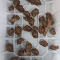 بچه حلزون