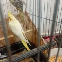 عروس هلندی|پرنده|زاغه, |دیوار