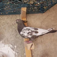 سینه قهوه ای ماده