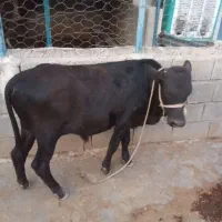 گوساله