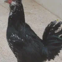 فروش تخم نطفه دار و جوجه