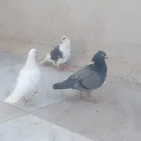 یک جفت زاجریکی ماده یزدی