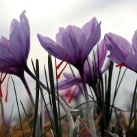 کارگر  برای جمع کردن زعفران