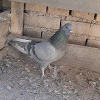 کبوتر|پرنده|بروجن, |دیوار