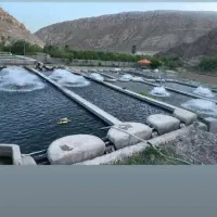 پخش بچه ماهی قزل آلا تمام ماده.|ماهی|شیراز, حومه شیراز|دیوار