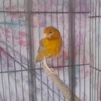 قناری ماده دارچین