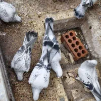 کلاغ بدرنگ|حیوانات|کرمان, |دیوار