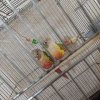 گرینچیک آناناسی مولد تضمینی