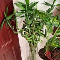 گلهای اپارتمانی زیبا|گل و گیاه طبیعی|تبریز, |دیوار