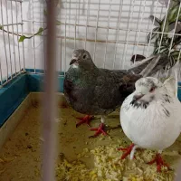 کبوتر|پرنده|سنقر, |دیوار