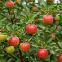 فروش ارقام نهـال مثـمر و غـیر مثـمر|خدمات باغبانی و درختکاری|بازفت, |دیوار