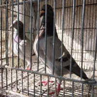 کبوتر جوجه پلاکی وپاکستانی پتی واله