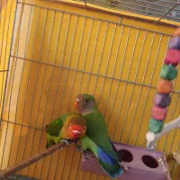 طوطی کوتوله برزیلی