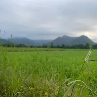 مزرعه ۲/۵۶۴متر مناسب سرمایه‌گذاری در تالش‌دیگه‌سرا|فروش دفتر صنعتی، کشاورزی، تجاری|اسالم, |دیوار