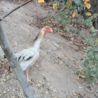 تخم مرغ اوشامو|خوردنی و آشامیدنی|مشگین شهر, |دیوار