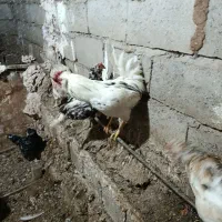 فروش دوعددمرغ گلین با جوجه گلین اصیل|حیوانات مزرعه|مشگین شهر, |دیوار