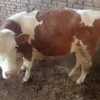 گوساله سیمینتال