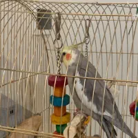 عروس هلندی پیدا شده