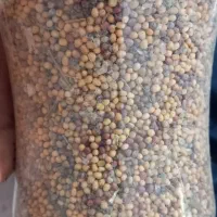 بذر ترب سفید و مشکی