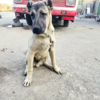 توله سرابی ۵ماه نر|سگ|چهارباغ, |دیوار