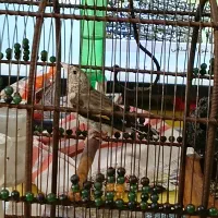 جوجه سهره دورگ|پرنده|عسلویه, |دیوار
