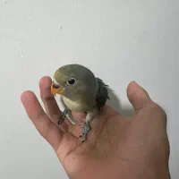 جوجه طوطی برزیلی