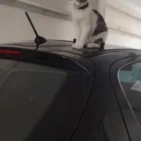 گربه گمشده با قلاده