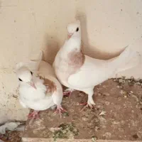 دو عدد طوق زرد سینه خالدار