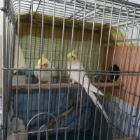 عروس هلندی لوتیتو رام و دستی