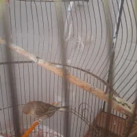 قناری  گلاستر|پرنده|خوی, |دیوار