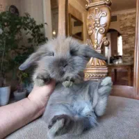 خرگوش جرسی لوپی