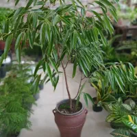 گل گیاه طبیعی|گل و گیاه طبیعی|گرمخان, |دیوار