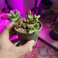 گل و کاکتوس ۲۰ تومن|گل و گیاه طبیعی|اراک, |دیوار