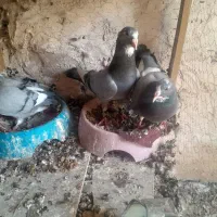 سبز  پلنگ