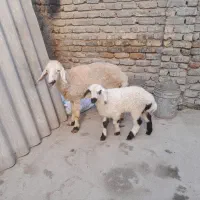 گوسفندبره داروگوسفندابستن|حیوانات مزرعه|سرخنکلاته, |دیوار