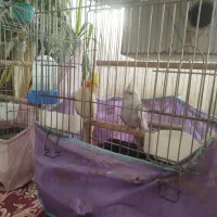 عروس هلندی جفت مولد|پرنده|مشهد, شهرک مهرگان|دیوار