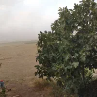 فروش زمین کشاورزی،معاوضه با ملک تجاری یا خونه