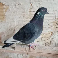 کبوتر نروماده|پرنده|مهاباد (آذربایجان غربی), |دیوار
