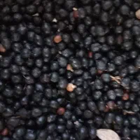 بذر پالم و انواع نشا
