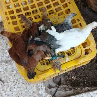 نیمچه مرغ وخروس