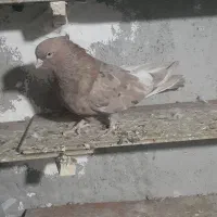 کفتر سو قدیم