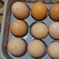 تخم مرغ محلی