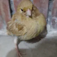 قناری ماده آماده