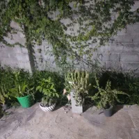 اجاره ساعتی وروزانه|اجارهٔ کوتاهمدت آپارتمان و سوئیت|رشت, آب آسیاب|دیوار