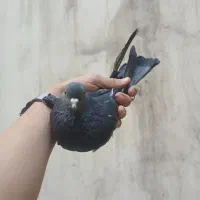کفتر زاغ|پرنده|تهران, استقلال|دیوار