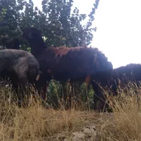 قوچ قزل افشار نژاد اصیل دو ساله