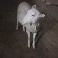 گوسفند رومانوف رومانوف و لاروف