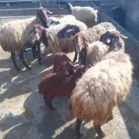 میش بره فروش